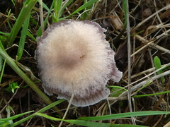 Entoloma hebes