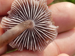 Entoloma hebes