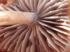 Entoloma hebes