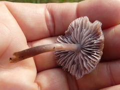 Entoloma hebes