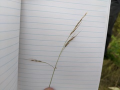 Piptatheropsis canadensis