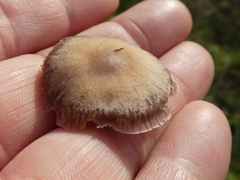Entoloma hebes