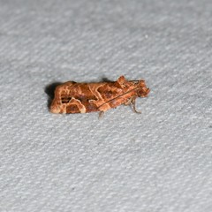 Argyrotaenia hodgesi