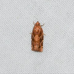 Argyrotaenia hodgesi