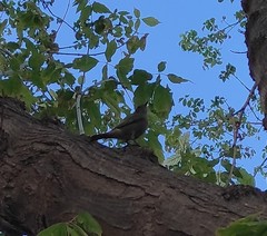 Phoenicurus ochruros