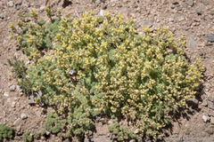 Cusickiella quadricostata