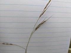 Piptatheropsis canadensis