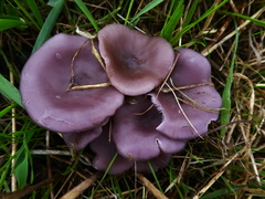 Lepista