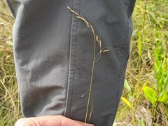 Piptatheropsis canadensis
