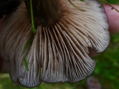 Lepista