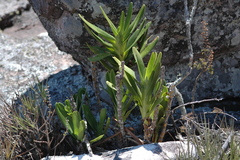 Angraecum sororium image