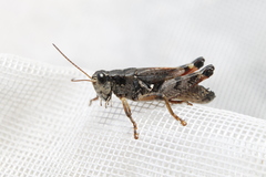 Melanoplus huroni