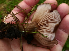 Lepista