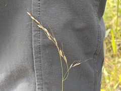 Piptatheropsis canadensis