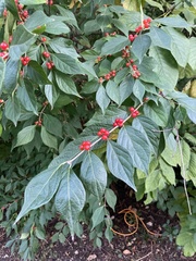Lonicera maackii