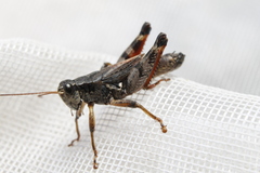 Melanoplus huroni