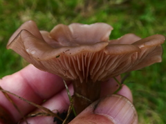 Lepista