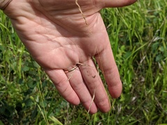 Piptatheropsis canadensis