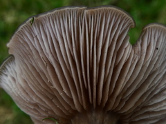 Lepista