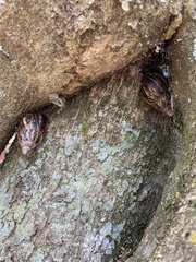 Lissachatina fulica