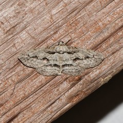 Iridopsis pergracilis