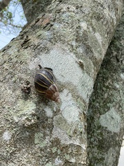Lissachatina fulica