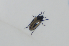 Iphiclus bilineatus