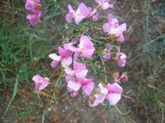 Podalyria microphylla