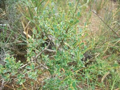 Podalyria microphylla