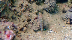Gobius fallax
