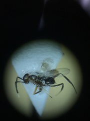 Encyrtinae
