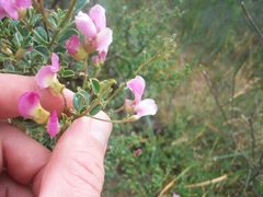 Podalyria microphylla