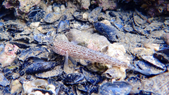 Gobius fallax