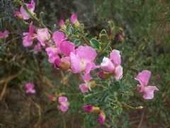 Podalyria microphylla
