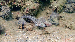 Gobius fallax