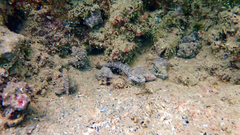 Gobius fallax