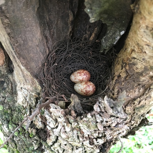 Northern Black-Flycatcher