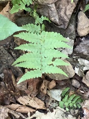 Deparia acrostichoides