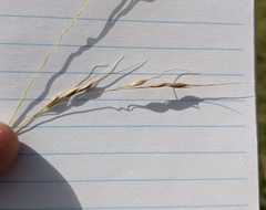 Piptatheropsis canadensis