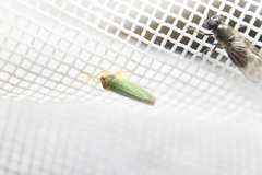 Draeculacephala angulifera