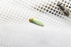 Draeculacephala angulifera