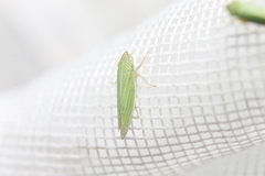 Draeculacephala angulifera