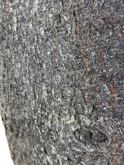 Prunus cerasifera