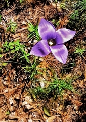 Gentianopsis lanceolata