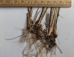 Piptatheropsis canadensis