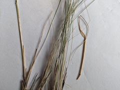 Piptatheropsis canadensis