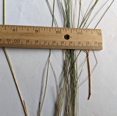 Piptatheropsis canadensis