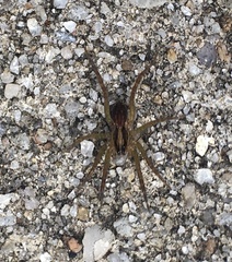 Tigrosa annexa