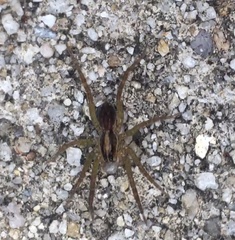 Tigrosa annexa