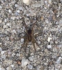 Tigrosa annexa